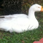 Duck