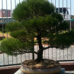 Australian pine bonzai tree