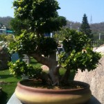 Lucky ficus big leaves