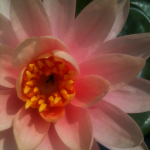 Lotus feeding the insect