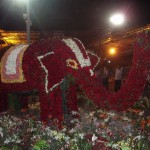 Rose Elephant